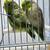 Parrotlet breeding pair 4 thumbnail