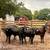 CATTLE FOR SALE 3 thumbnail