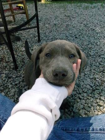 Rehoming M 1
