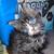 Maine coon kittens 7 thumbnail