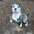 Pit bulley 1 thumbnail