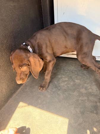 German Shorthaired pointer 1