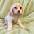 Cavapoo boy 3 thumbnail