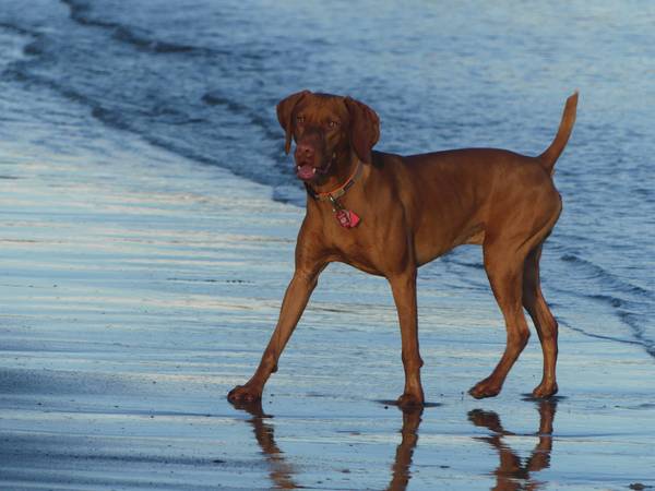 Perfect rental  history, local refrences 1