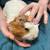 Female Guinea pig 4 thumbnail
