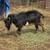 Nigerian Dwarf Buck Service 1 thumbnail