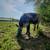 Mini longhorn/ british white mixed bull and mini zebu cow 4 thumbnail