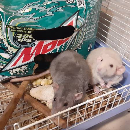 Free two rats with cages 1