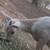 Nigerian Dwarf Does and Wethers 4 thumbnail