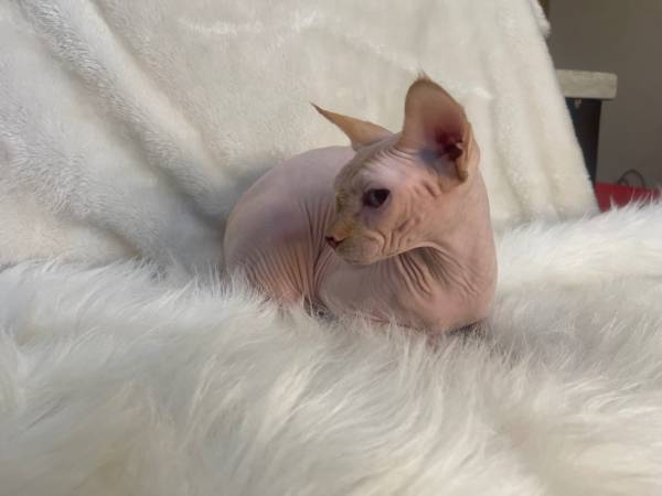 Macho Sphynx de dos años (Olympia)535086748245708801