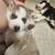 Siberian-huskys 10 thumbnail