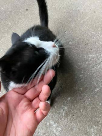 Cat needs rehome 1