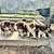 Australian sheperds 2 thumbnail