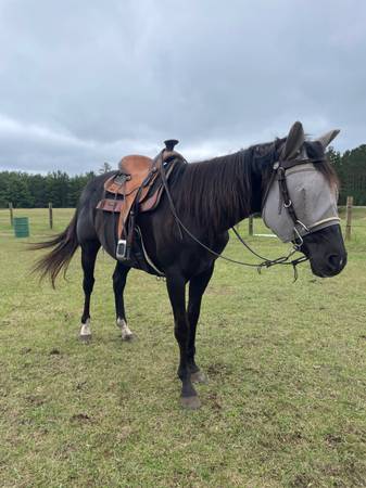 Caballo castrado roto64054659016450120