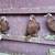 Pigeons 12 thumbnail