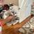 persian kitten 13 thumbnail