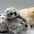 Chick chicks hen laying hens egg layers sexed chicks 10 thumbnail