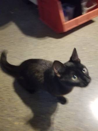 Barn kittens 1