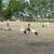 2 dorper males 5 thumbnail