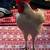 Rooster 1 thumbnail