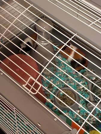 Guinea Pigs (Choctaw)63670591354497120