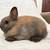 Netherland dwarf rabbits 1 thumbnail