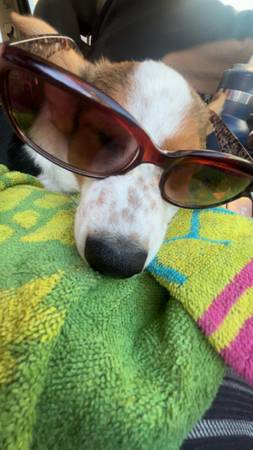 Temporary foster needed 1