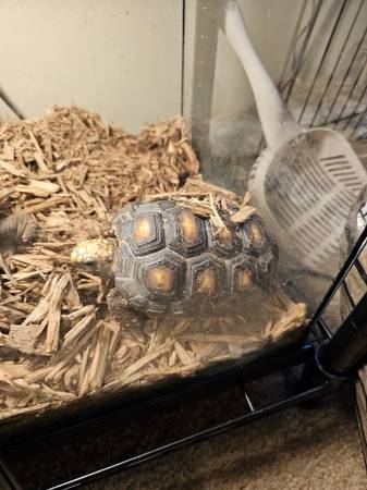 Tortugas de Pies Rojos Disponibles para Adopción (Chesapeake)63882831854595121