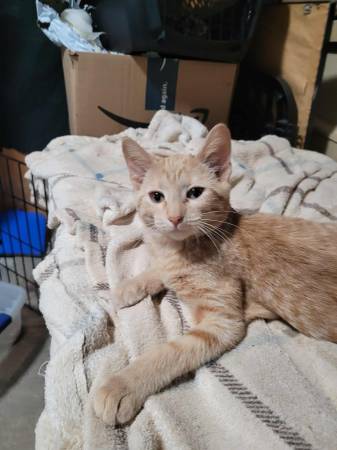 Sassy Kitty Needs home (New ulm)63863392817795120