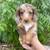 Cuteminidachshund 2 thumbnail