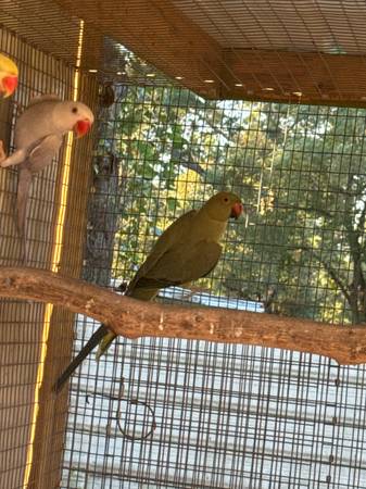 Handfed indian ringnecks (Dothan)598069396751656969