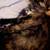 Calico Siamese mixed female fixed 1 thumbnail