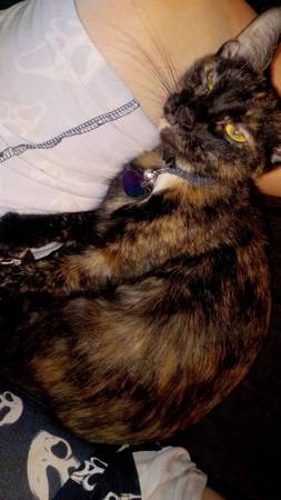 Calico Siamese mixed female fixed 1