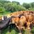 steers 2 thumbnail