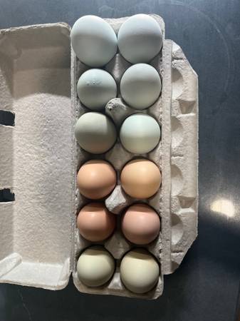 Fertilized Hatching Eggs for Sale 1