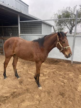 2 year old grandson of Corona Cartel and Foose 1