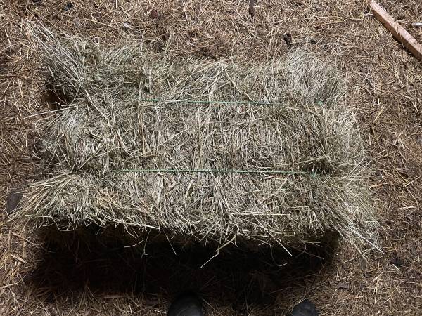 1st cutting grass hay 1