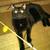 Henry, a glossy black male cat 1 thumbnail