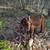 Nigerian Dwarf & Boer goats 7 thumbnail