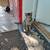 Male Cat 11 thumbnail