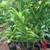 Gingers, Lilies, Bromiliads, Swiss Cheese (see list various prices) 5 thumbnail