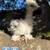 Silkies 20 thumbnail