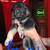 German Sheppard puppies full-blooded 1 thumbnail