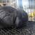 Mini lop 10 thumbnail