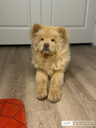 Looking to rehome. (Phoenix)63967288598403120