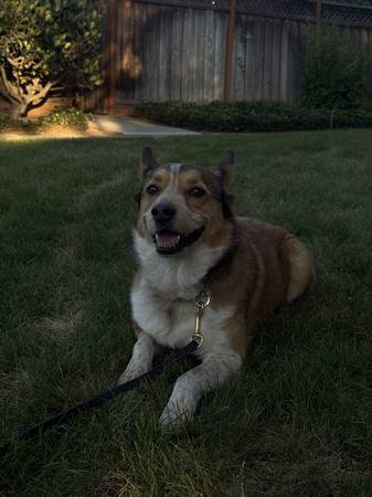 Corgi for Adoption (campbell)603225171669831685