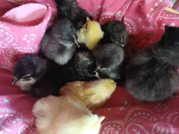 Chicks 1