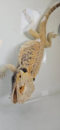 Bearded dragon 1