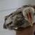 SERAMA BANTAMS 9 thumbnail
