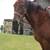 Standardbred 9 yr. old Trail Gelding 3 thumbnail